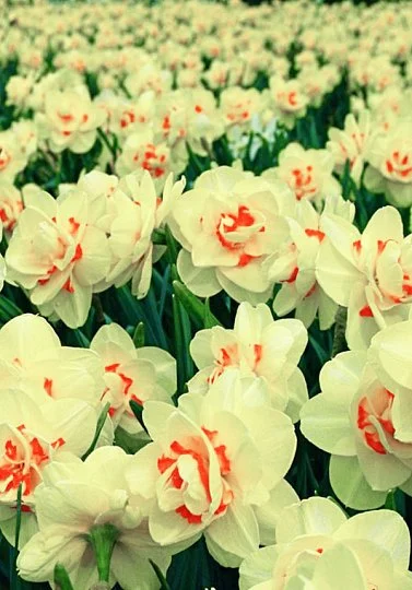 Нарцис Flower Drift махрово-корончастий (10205) - Фото 3
