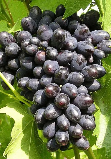 Саженцы винограда "Киш-миш черный"