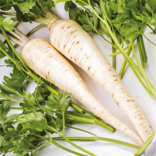 Петрушка Берлінська коренева на вагу, Агролінія