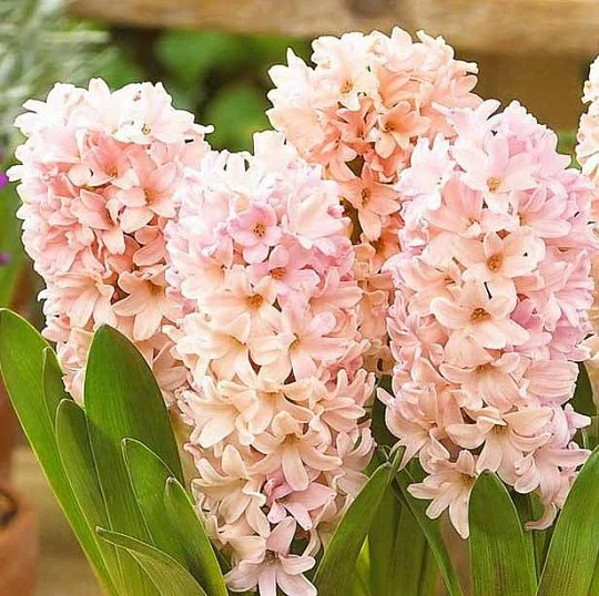 Гіацинт садовий Apricot Passion (10513)