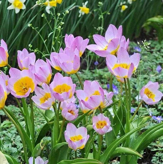 Тюльпан Lilac wonder 3 шт ботанический, De Ree (10395)