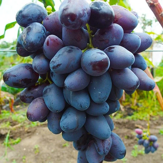 Саженцы винограда Рембо