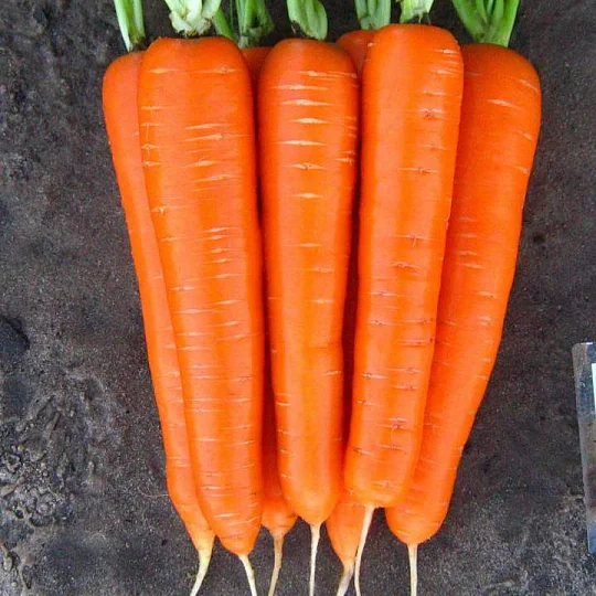 Морковь Лагуна F1 25000 семян (1,6+ мм) ранняя, Nunhems Zaden - Фото 2