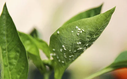 Белокрылка в теплице: как избавиться от вредителя?