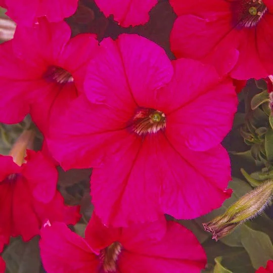 Петуния грандифлора Суперкаскад F1 розовая 1000 семян, Pan American flowers