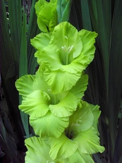 Гладиолус Evergreen 3 шт крупноцветковый, De Ree - Фото 2