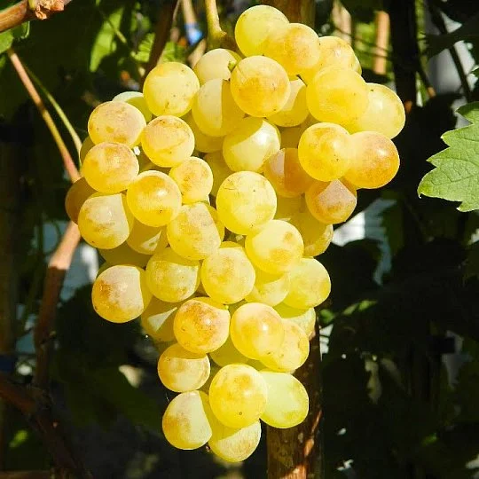Саженцы винограда Кондарев кишмиш