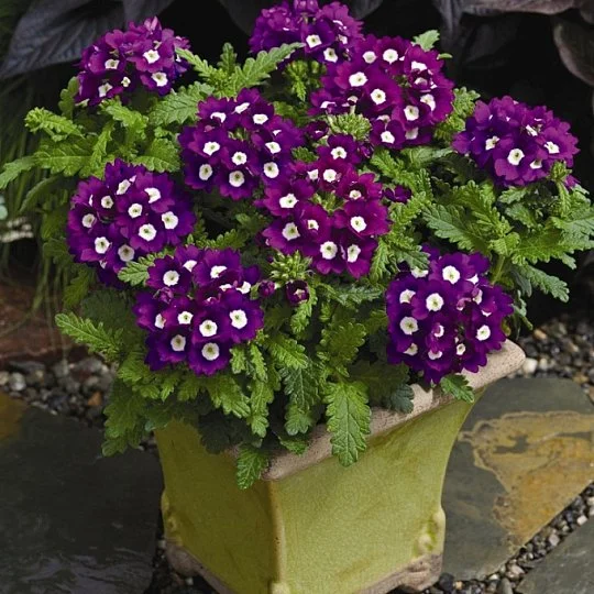 Вербена гибридная Тускани F1 100 семян фиолетовая с глазком, Syngenta Flowers
