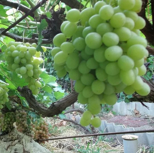 Саджанці винограду Квітковий