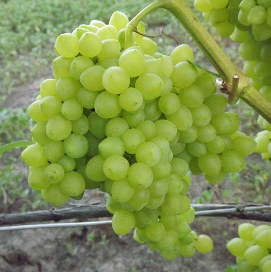 Саженцы винограда Новый подарок Запорожью, Институт Таирово