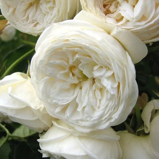 Роза английская Белая сенсация чайно-гибридная