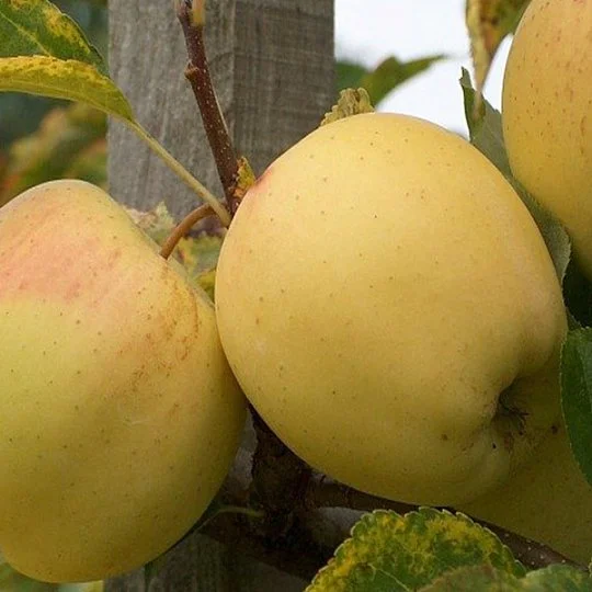 Яблуня Голд Раш пізня - Фото 2