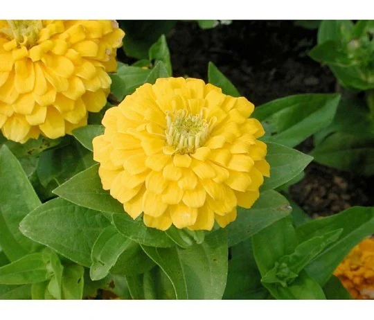 Цинния элегантная Магеллан F1 100 семян желтая, Syngenta Flowers