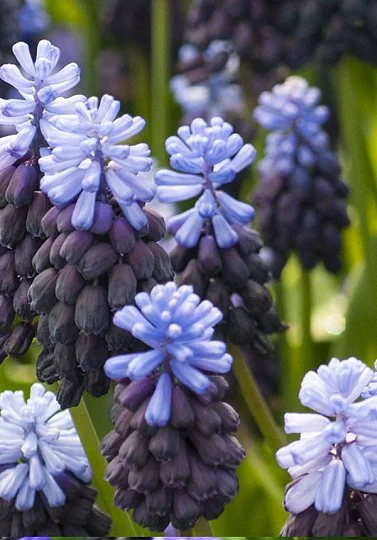 Мушкарі Latifolium (10330)