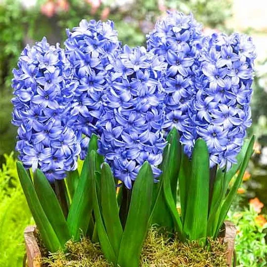 Гіацинт горщиковий Blue Giant (10514)