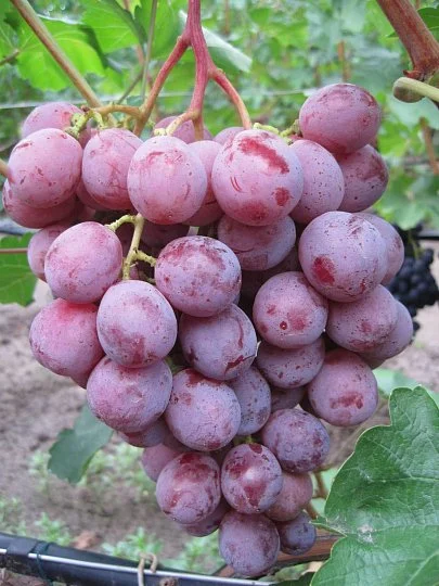 Саженцы винограда Низина, Институт Таирово