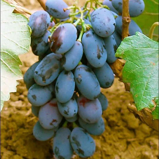 Саженцы винограда Блек Гранд
