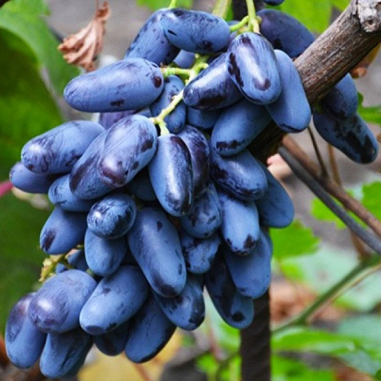 Саженцы винограда Ромбик