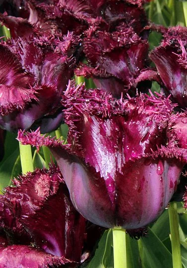 Тюльпан бахромчатый Black Jawel (10213) - Фото 2