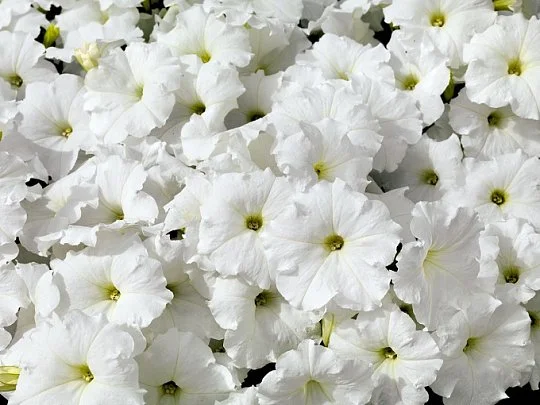 Петуния Аладдин F1 1000 дражированных семян белая, Benary flowers