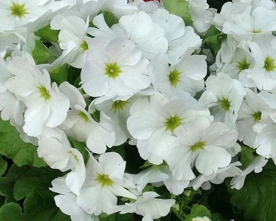 Примула обконіка Лібре F1 100 насінин біла, Syngenta Flowers
