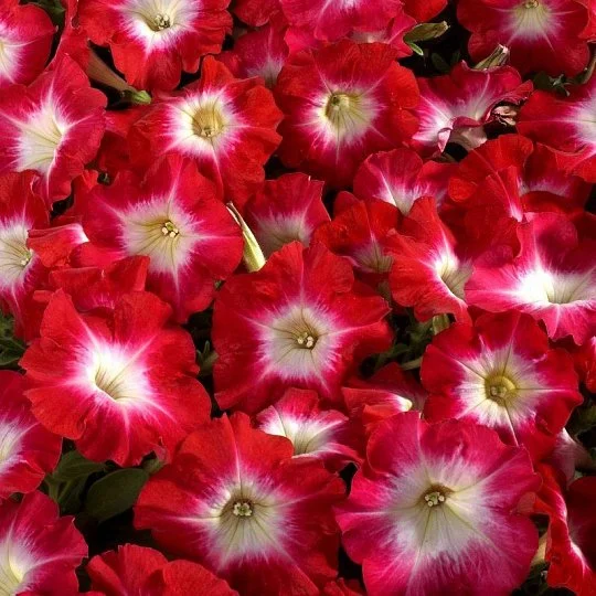 Петуния Селебрети F1 500 семян красная звезда, Benary flowers