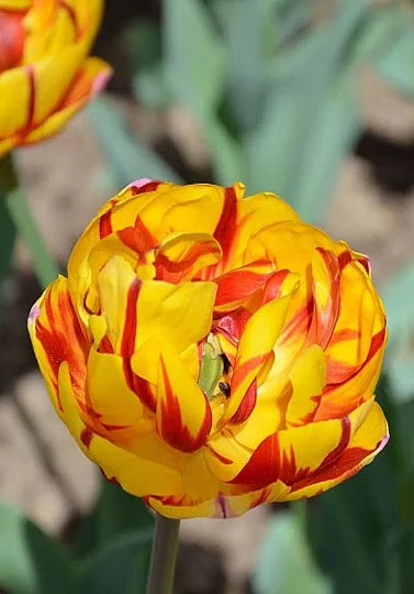 Тюльпан махровый Golden Nizza (10253)