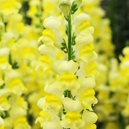 Львинный зев Потамак F1 100 семян желтый, Pan American flowers