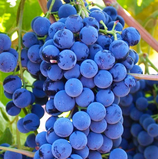 Саженец винограда Гамбургский мускат