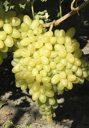 Саджанці винограду Століття