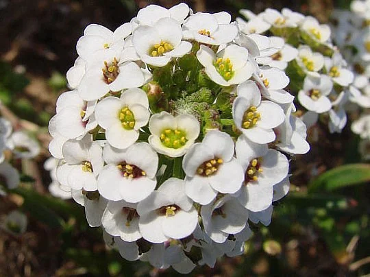 Лобулярия морская (Алиссум) Снежинка 100 семян белая, Pan American flowers - Фото 2