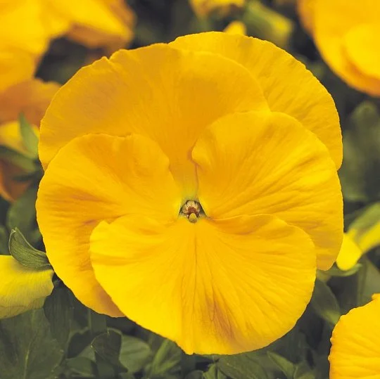 Виола рогатая Пенни F1 100 семян желтый, Syngenta Flowers - Фото 2