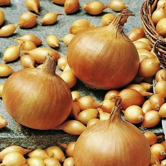 Цибуля сівок (арбажейка) Штутті 500 г округло-плоский жовтий, ТОР