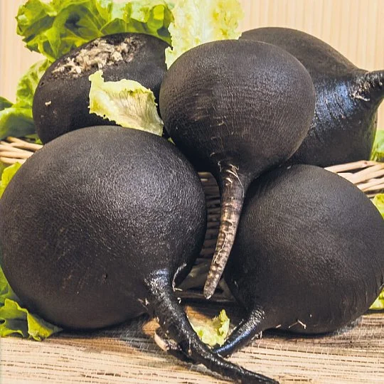 Редька Зимова чорна Сквирська на вагу, Агролінія