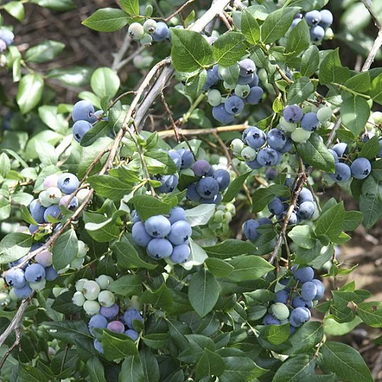 Чорниця Денис Блю високоросла середньостигла - Фото 3