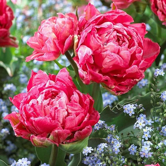 Тюльпан Sweet Amy 3 шт махровый многоцветковый, De Ree - Фото 2