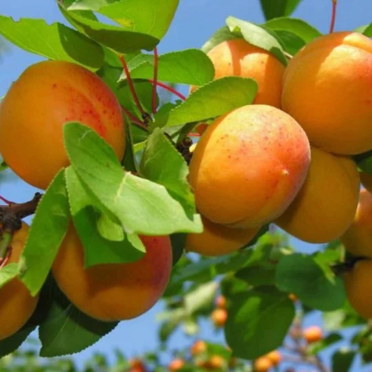 Абрикос Червонощокий ранній - Фото 3