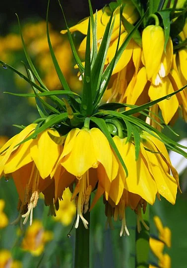 Фритиллярия Lutea (10333) - Фото 2