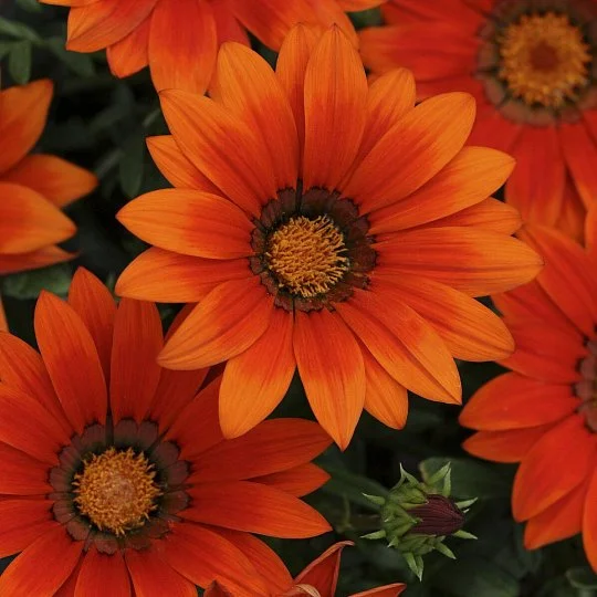 Газанія Нью Дей F1 бронзова 100 насіння жорстколиста, Pan American flowers
