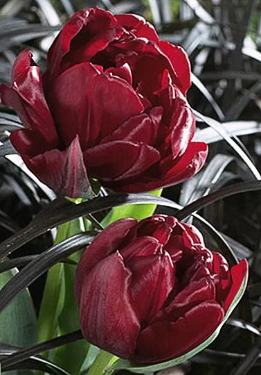 Тюльпан Antraciet 3 шт махровый,De Ree (10249) - Фото 3