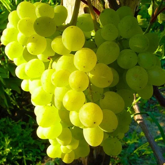 Саженец винограда Мираж