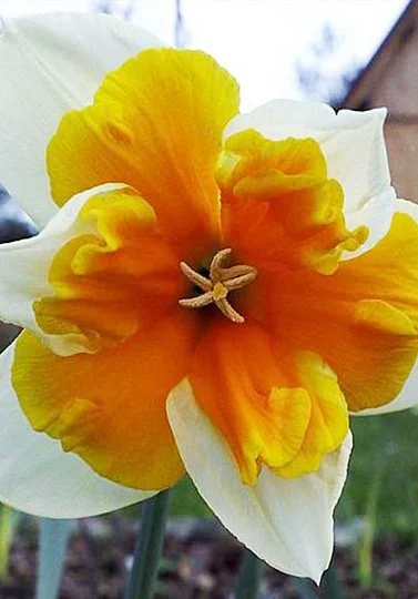 Нарцис Orangery Split Corona (10202) - Фото 2