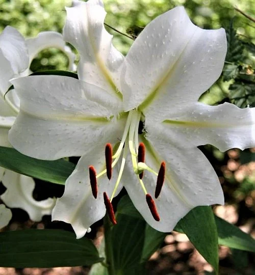 Лилия Villa Blanca c гигантским цветком, De Ree