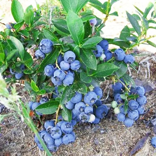 Чорниця Блю Голд високоросла середньостигла - Фото 2