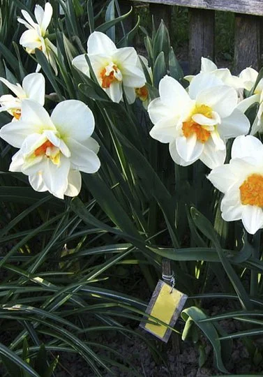Нарцисс Flower Drift махрово-корончатый (10205) - Фото 2