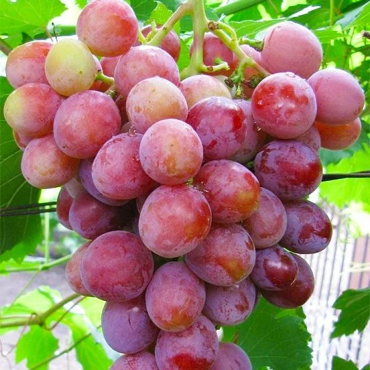 Саженцы винограда Дашуня мускат