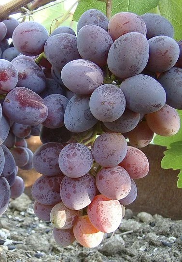 Саженцы винограда Орион