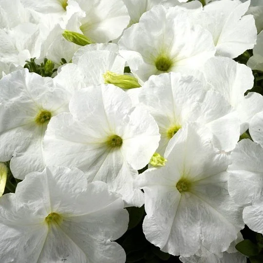 Петуния Селебрети F1 500 семян белая, Benary flowers