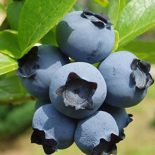 Чорниця Торо висота середньостигла - Фото 2