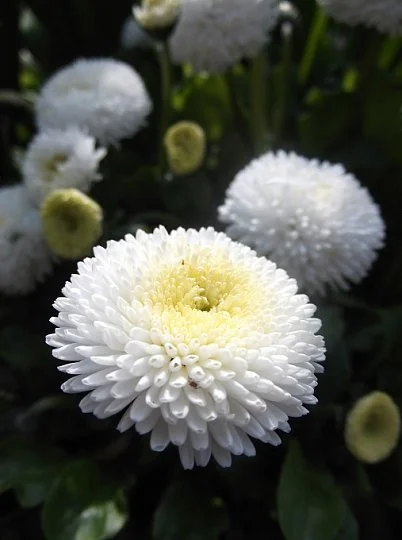 Маргаритка Тассо 1000 дражированных семян белая, Benary flowers